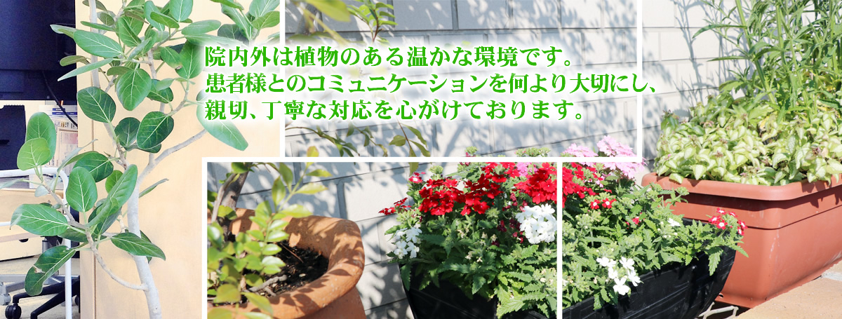 院内外は植物のある温かな環境です。患者様とのコミュニケーションを何より大切にし、親切、丁寧な対応を心がけております。